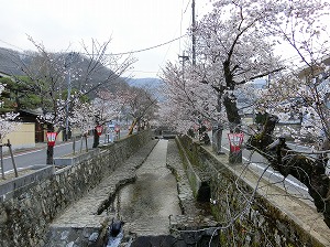 Cherry Blossoms in Koya River Bikan Area