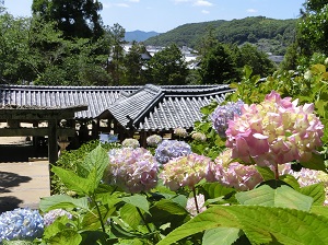 Hydrangeas in Kibitsu Shrine's Garden
