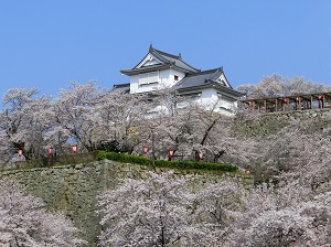 Cherry Blossoms around Turret in Tsuyama Castle Site