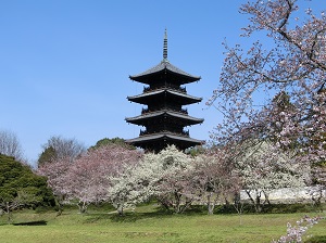 Cherry Blossoms at Bitchu Kokubunji Temple