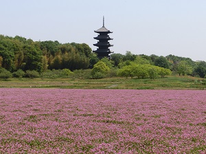 Five-storey Pagoda of Bitchu Kokubunji Temple behind Fields of Chinese Milk Vetch