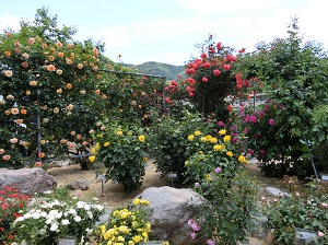 Hikasa Rose Garden